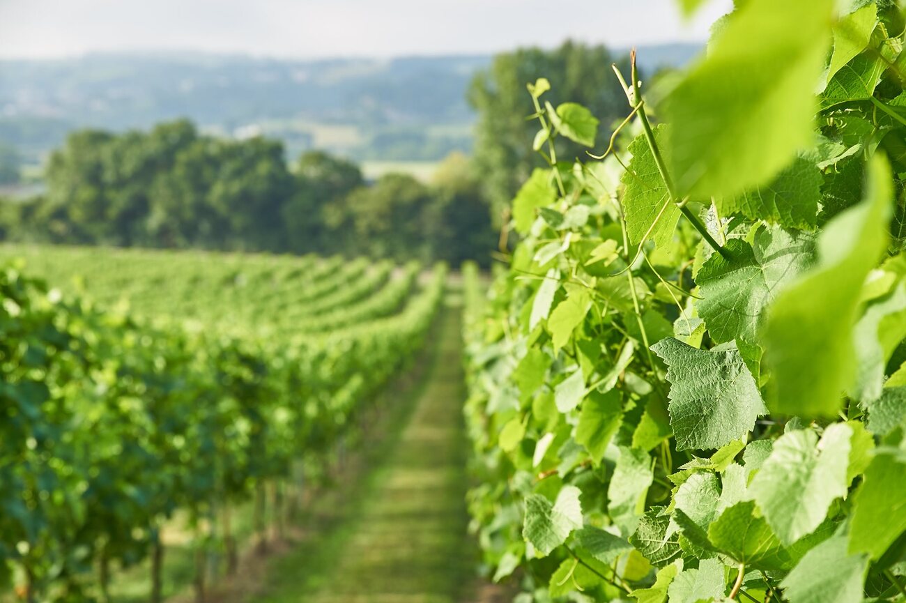 Aldwick Vineyard, Somerset, UK