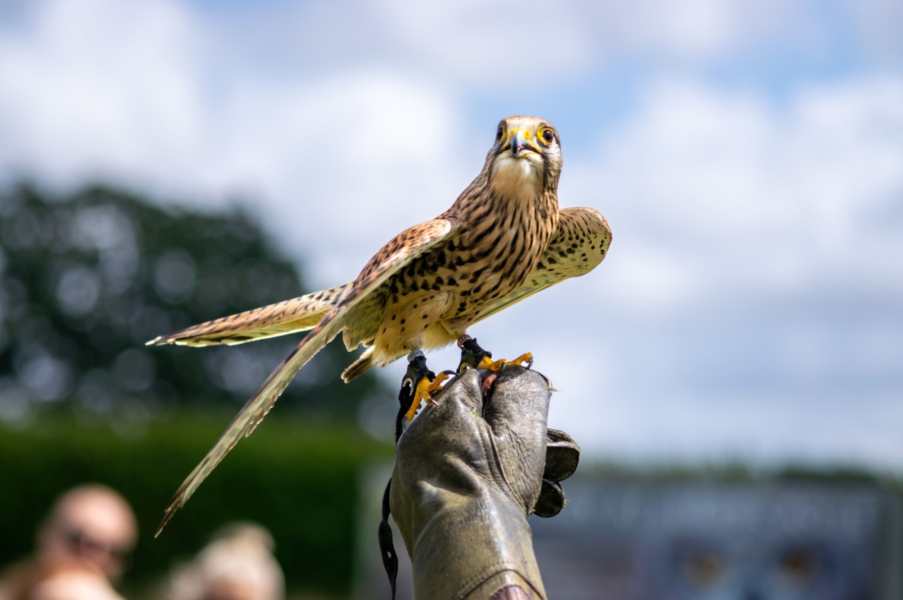 Bird-of-Prey-Project-bath.jpg