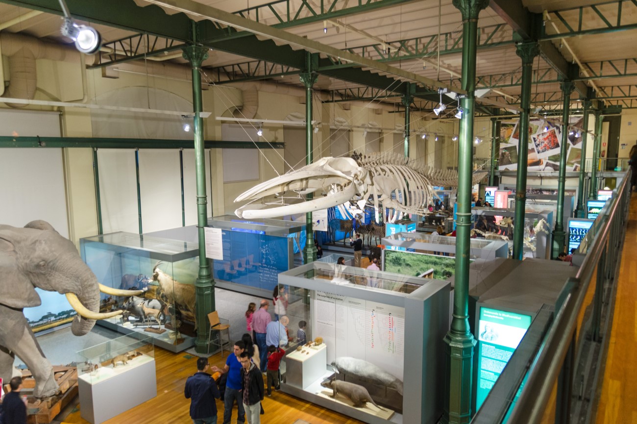 The giant dinosaur skeleton at the National Museum of Natural Sciences, Madrid, Spain